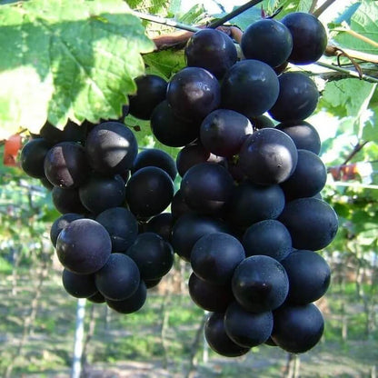 Grape seeds