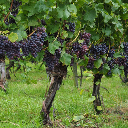Grape seeds