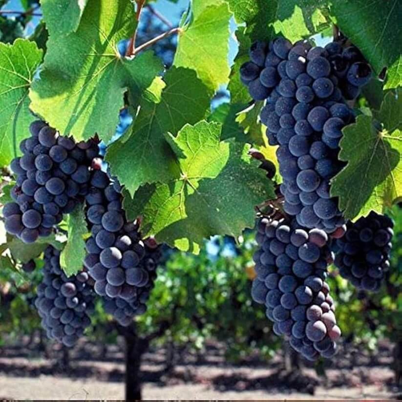 Grape seeds