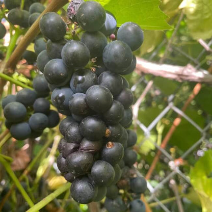 Grape seeds