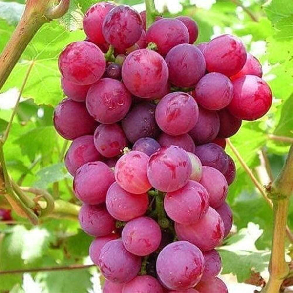 Grapes seeds - Fruit Plant