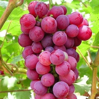Grapes seeds - Fruit Plant