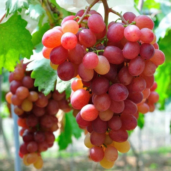 Grapes seeds - Fruit Plant
