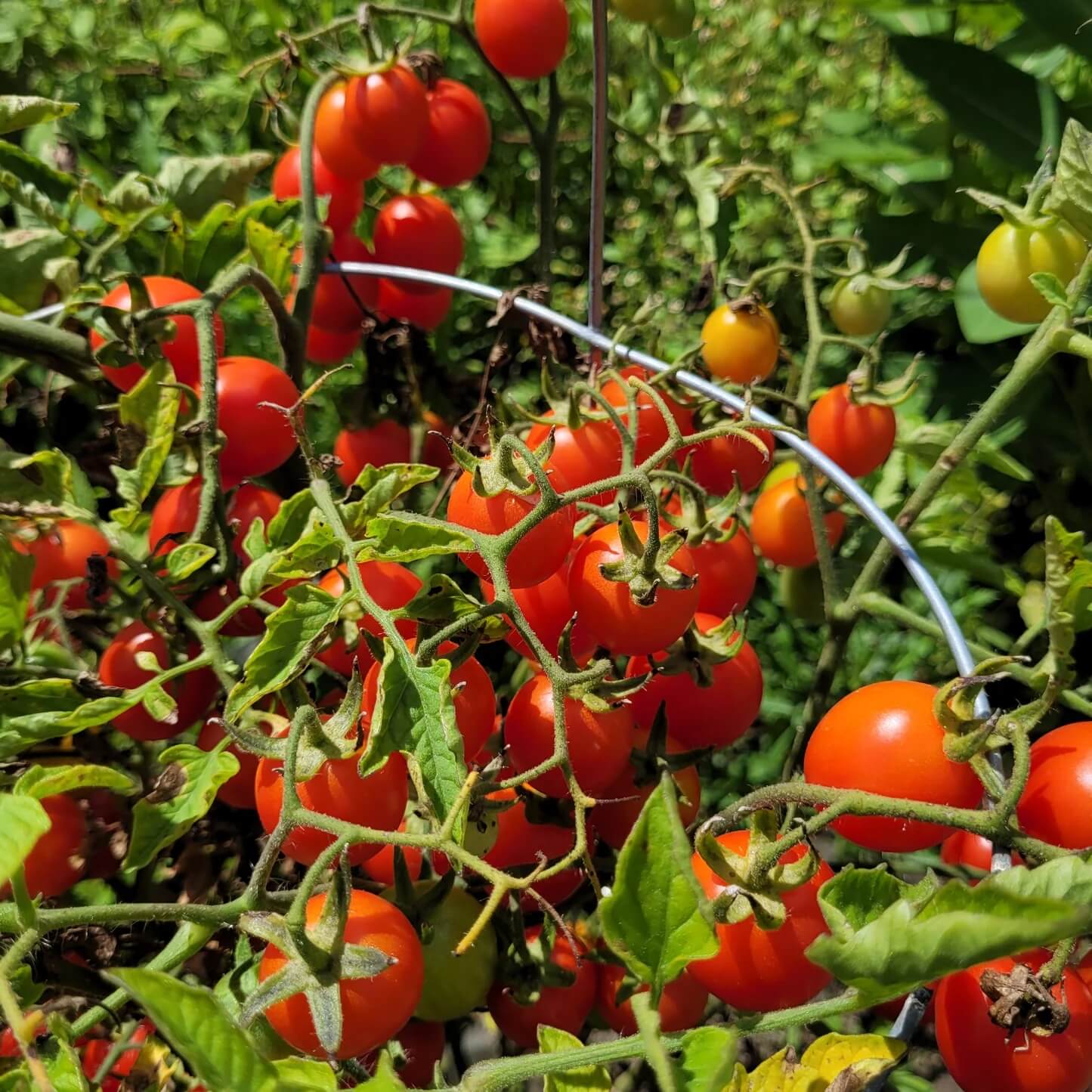 Grappoli D'Inverno Winter Cherry Tomato Seeds