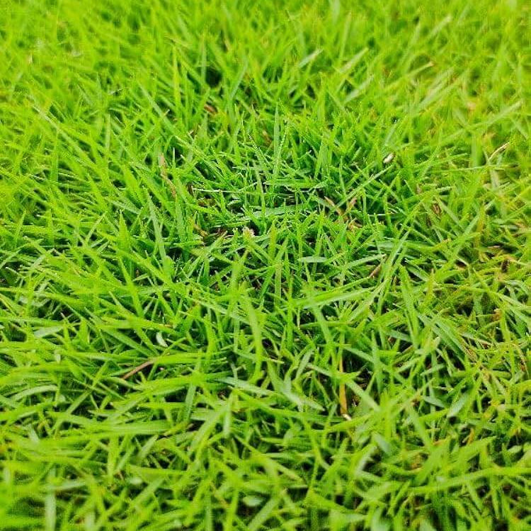 Grass seeds - Flower Plant for Home Gardens