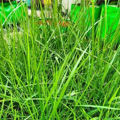 Grass seeds - Flower Plant for Home Gardens