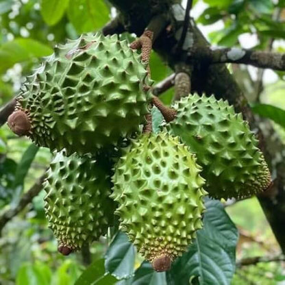 Graviola Guanabana Seeds