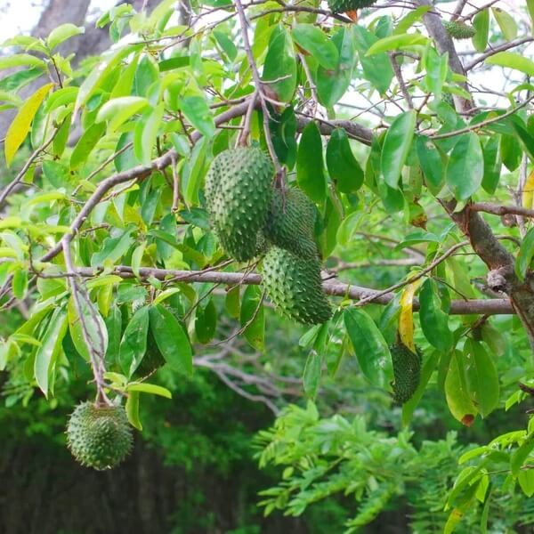 Graviola Seeds 