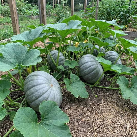 Gray Triamble Pumpkin Seeds
