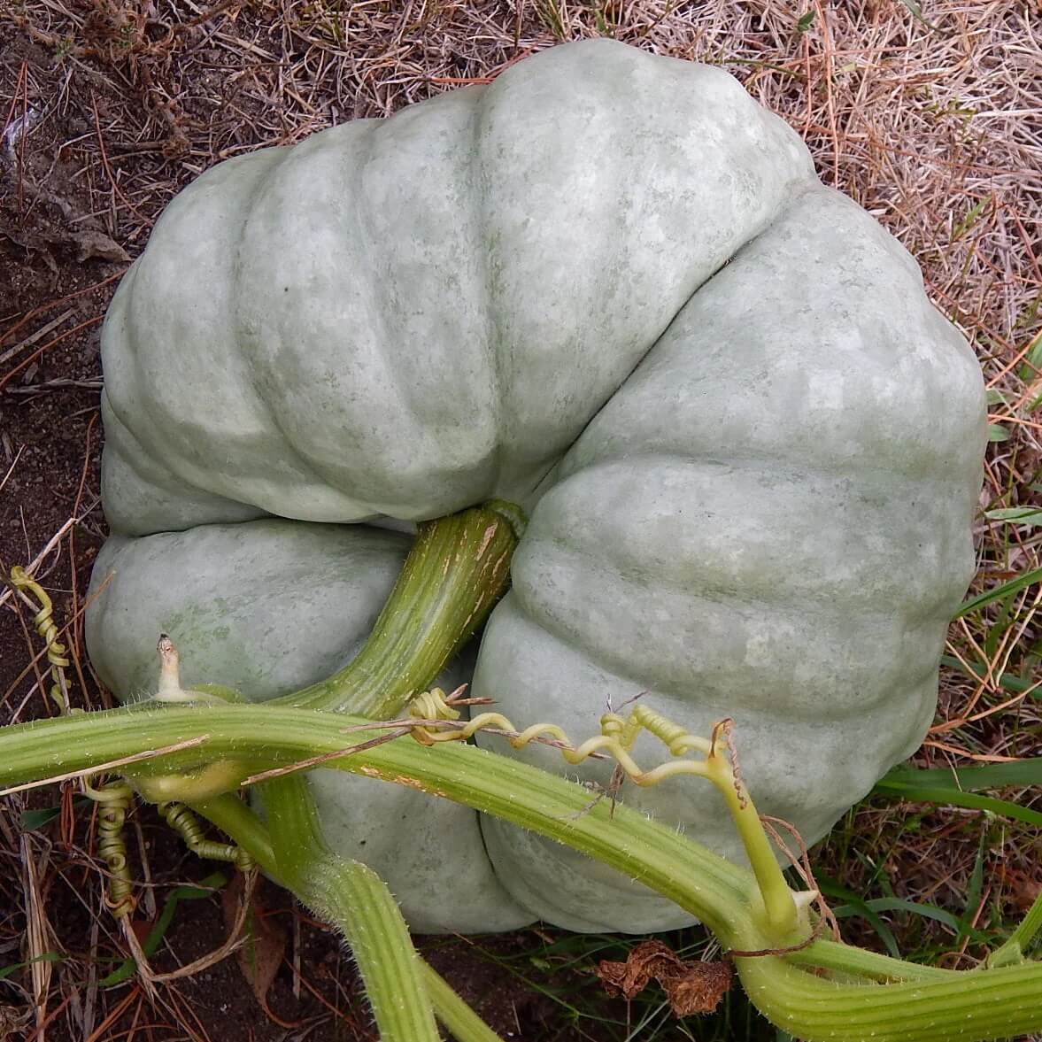 Gray Triamble Pumpkin Seeds