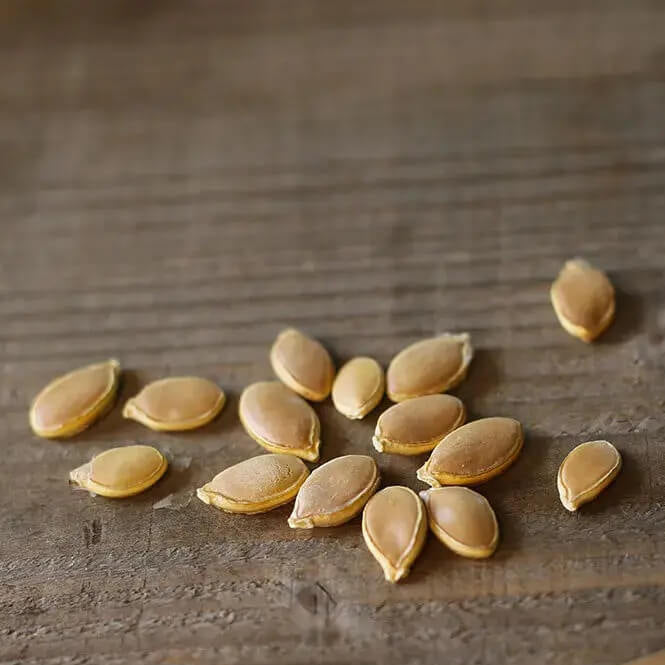Gray Triamble Pumpkin Seeds
