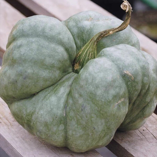 Gray Triamble Pumpkin Seeds