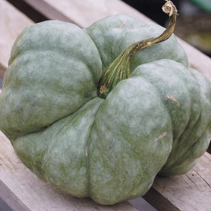 Gray Triamble Pumpkin Seeds