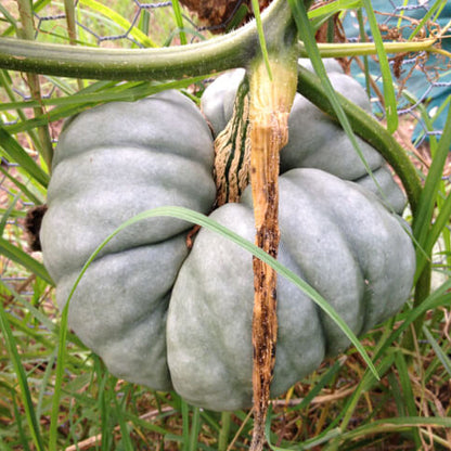 Gray Triamble Pumpkin Seeds