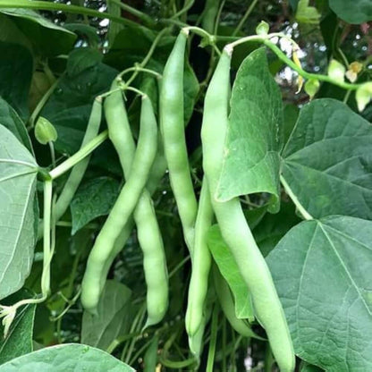 Great Northern Bean Seeds - Vegetable Plant
