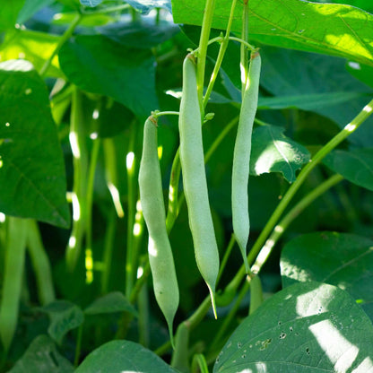Great Northern Bean Seeds - Vegetable Plant