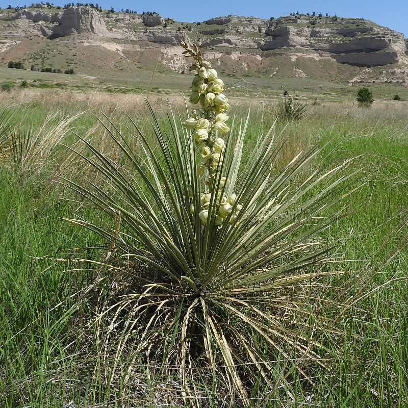 Great Plains Yucca seeds