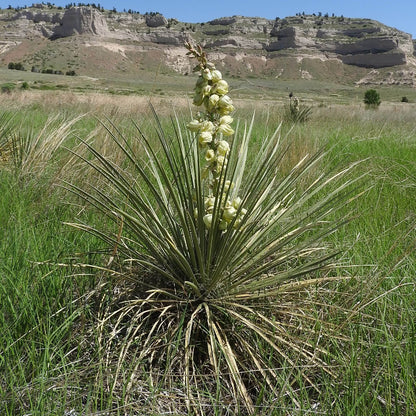Great Plains Yucca seeds