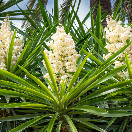 Great Plains Yucca seeds