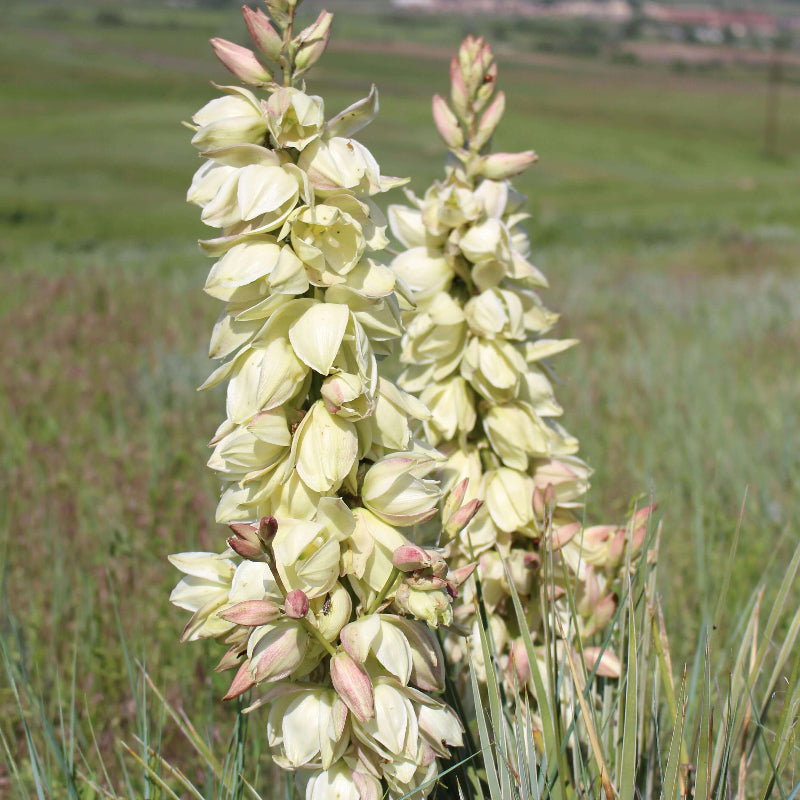 Great Plains Yucca seeds