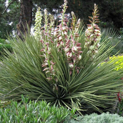 Great Plains Yucca seeds