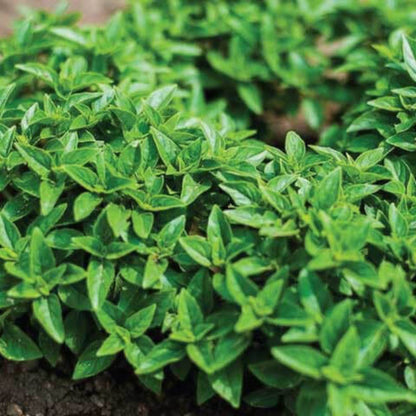 Greek Basil Seeds - Herbal Plant
