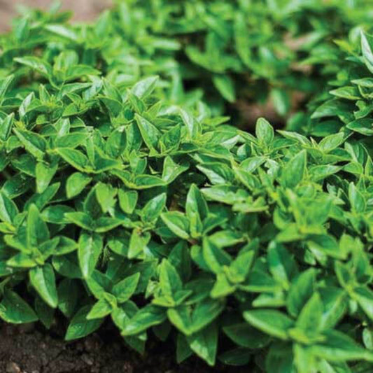 Greek Basil Seeds - Herbal Plant