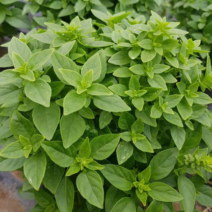 Greek Basil Seeds - Herbal Plant