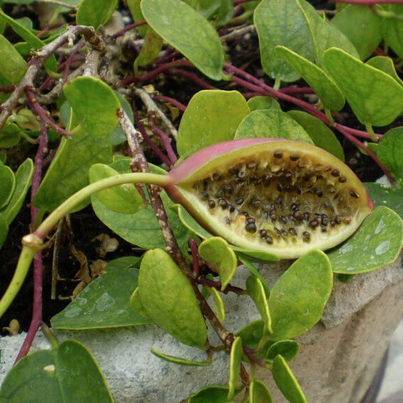 Greek Caper Seeds