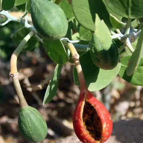 Greek Caper Seeds