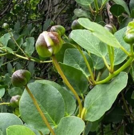 Greek Caper Seeds