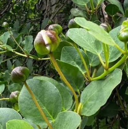 Greek Caper Seeds