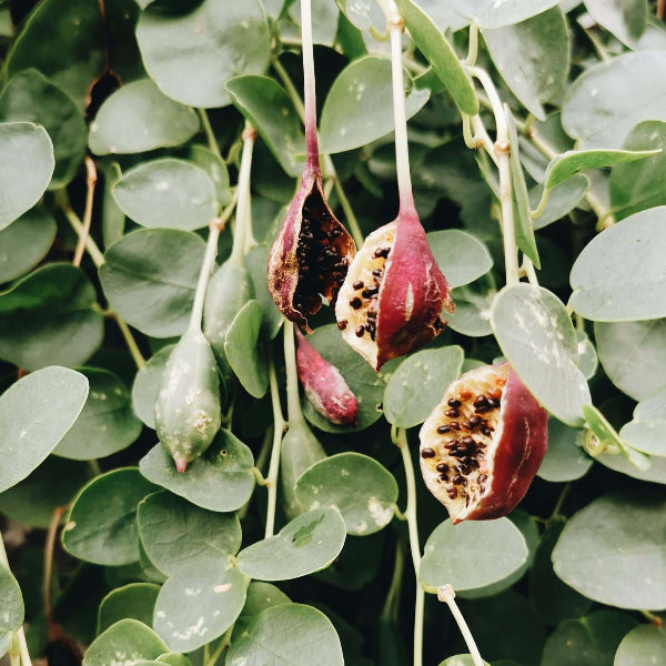 Greek Caper Seeds