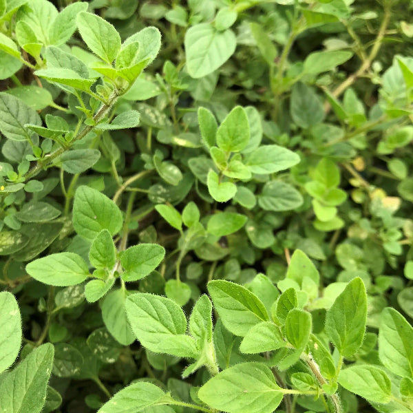 Greek Oregano Seeds - Herbal Plant