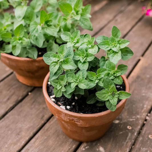 Greek Oregano Seeds - Herbal Plant