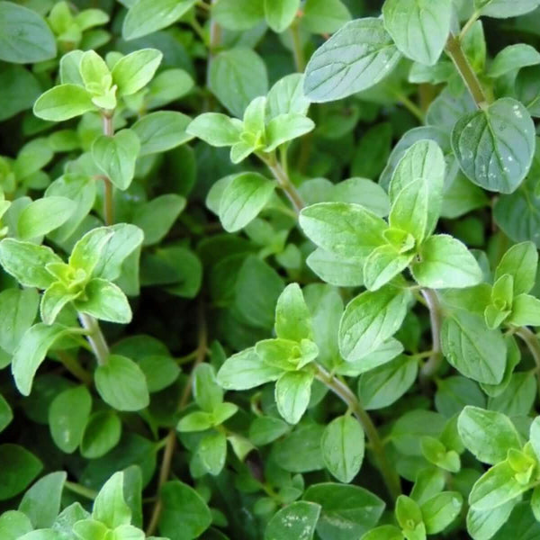 Greek Oregano Seeds - Herbal Plant