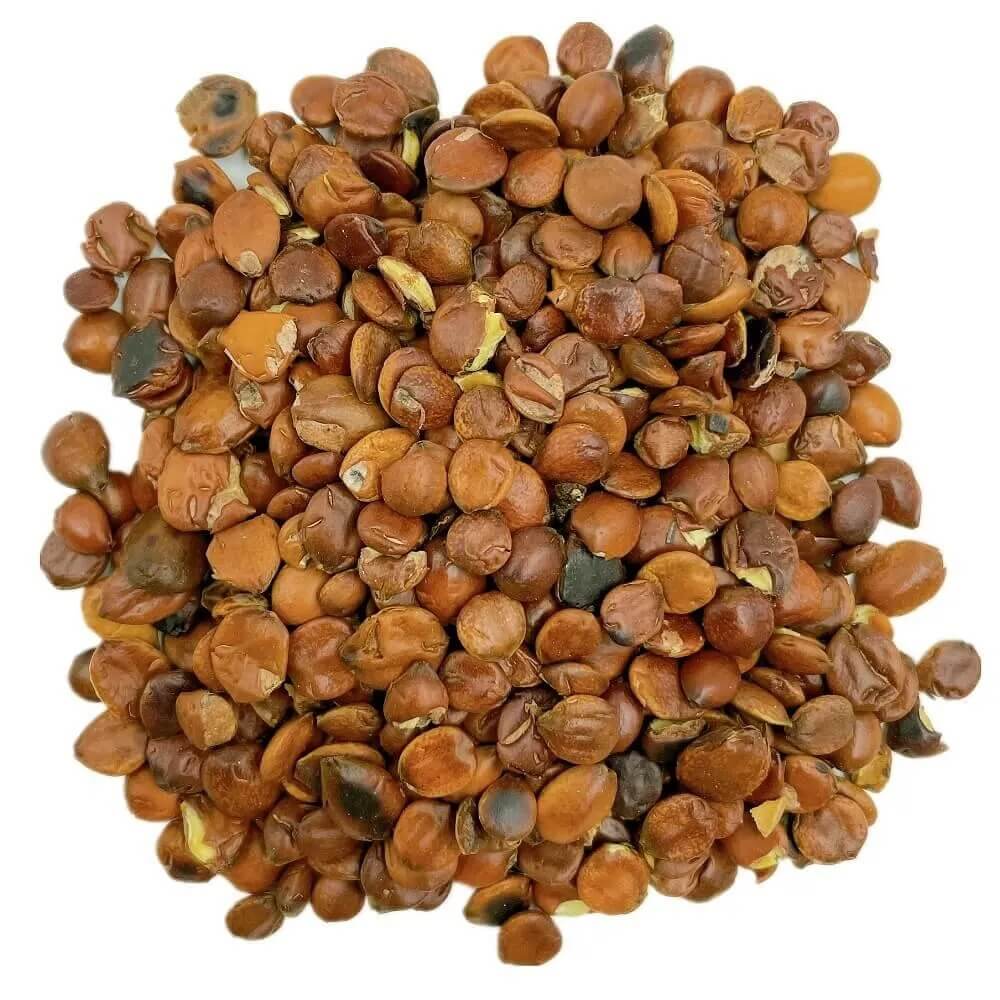 Green-Brown Jujube Seeds