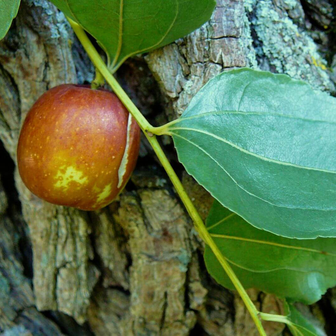 Green-Brown Jujube Seeds