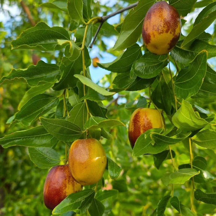 Green-Brown Jujube Seeds