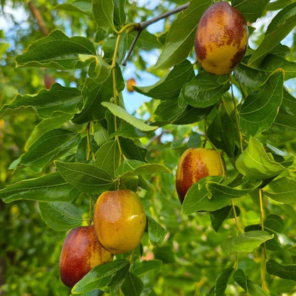 Green-Brown Jujube Seeds