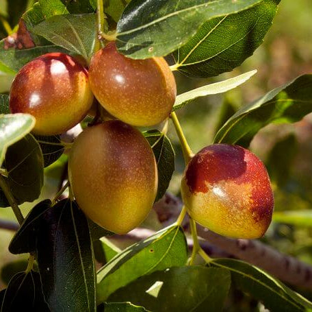 Green-Brown Jujube Seeds