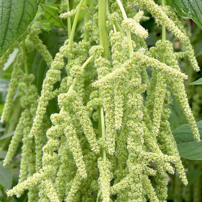 Green Amaranth Seeds- Flower Plant