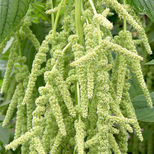Green Amaranth Seeds- Flower Plant