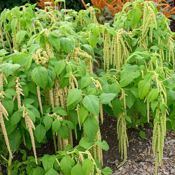 Green Amaranth Seeds- Flower Plant