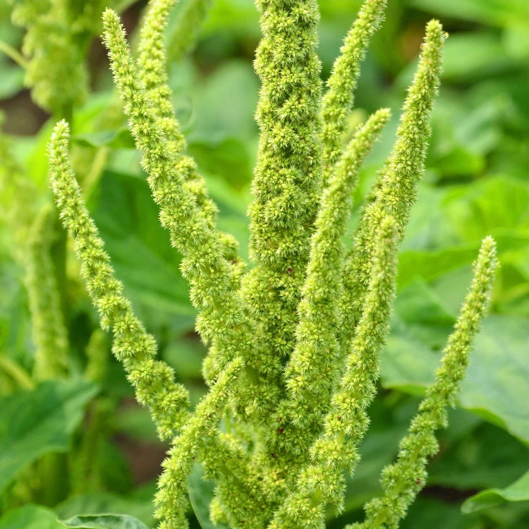 Green Amaranth Seeds- Flower Plant