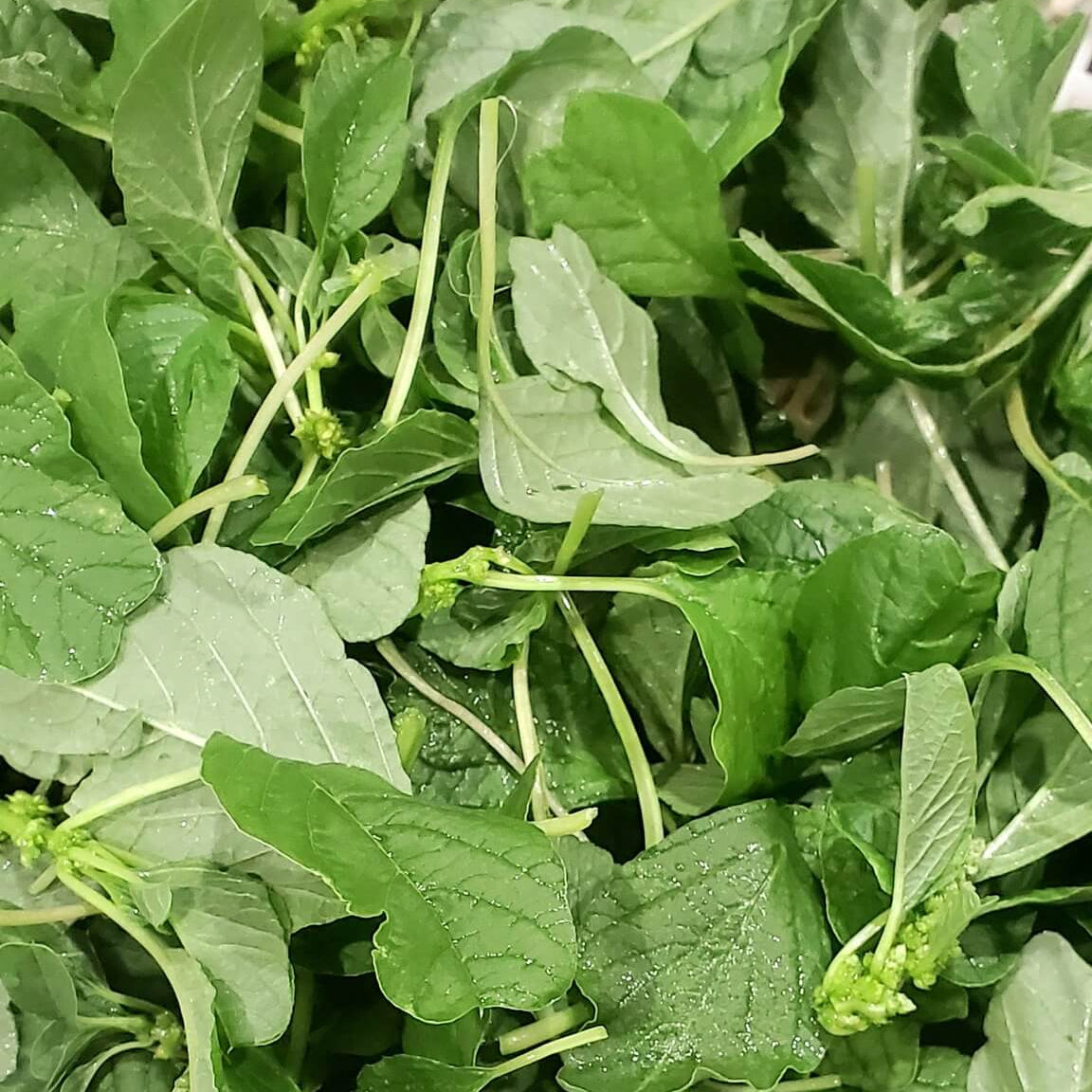  Green Amaranth Seeds