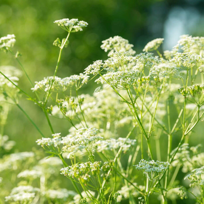 Green Anise Seeds - Herbal Plant for Home Gardens