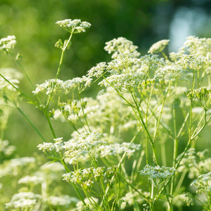 Green Anise Seeds - Herbal Plant for Home Gardens