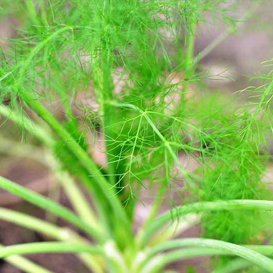 Green Anise Seeds - Herbal Plant for Home Gardens