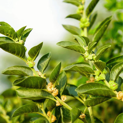 Green Ashwagandha Seeds 